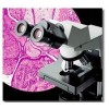CX31-12C03奥林巴斯生物双目显微镜