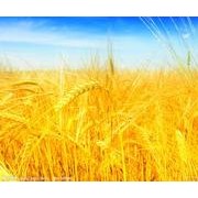 农药残留检测仪，食品污染物的准确快速检测分析