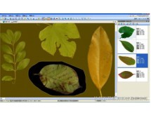 LA-S植物叶面积、病斑、虫损、叶色分档分析仪系统（独立版）