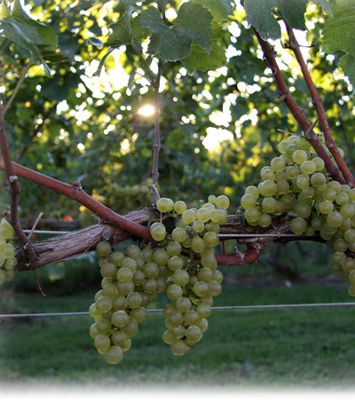 grapes.400-454.jpg